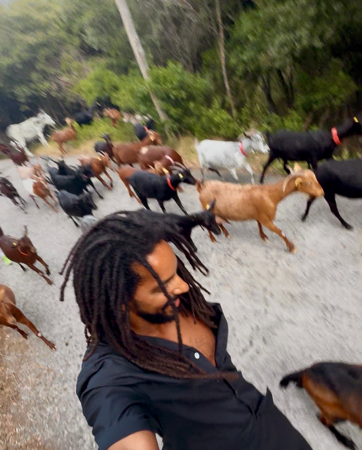 A herd of goats crossing a gravel road on a ride